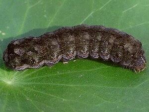 Spodoptera eridania