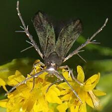 Schreckensteinia festaliella