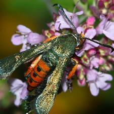 Eichlinia cucurbitae