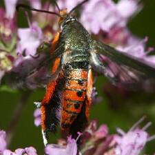 Eichlinia cucurbitae