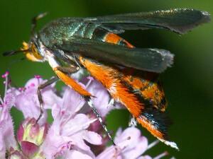 Eichlinia cucurbitae