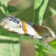 Eucosma infimbriana