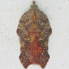 Acleris effractana