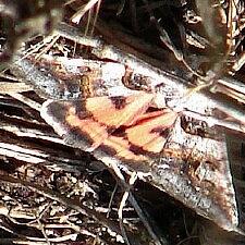 Drasteria ingeniculata