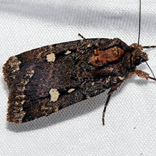 Abagrotis mirabilis