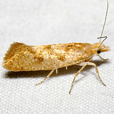 Ypsolopha querciella