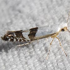 Argyresthia inscriptella