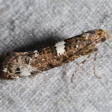 Acrolepiopsis reticulosa