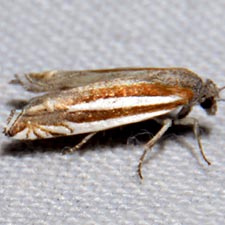 Eucosma fulvotegulana