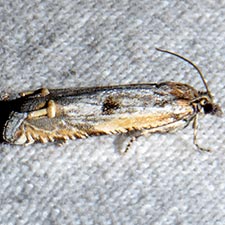 Eucosma offectalis