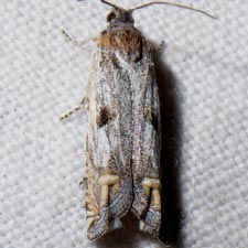 Eucosma offectalis