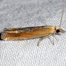 Eucosma offectalis