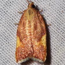 Acleris foliana