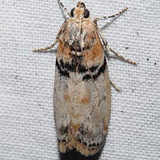 Meroptera mirandella