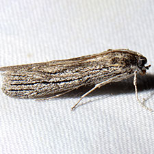 Cahela ponderosella