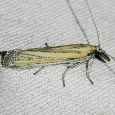 Bandera cupidinella