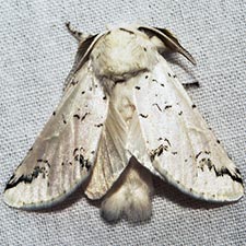 Americerura candida