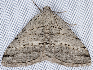 Digrammia napensis