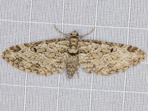 Eupithecia zelmira