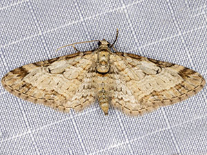 Eupithecia zelmira