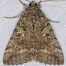 Catocala chelidonia