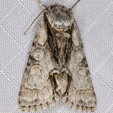 Acronicta mansueta