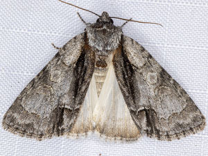 Acronicta mansueta