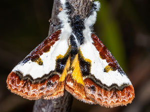 Eudryas brevipennis