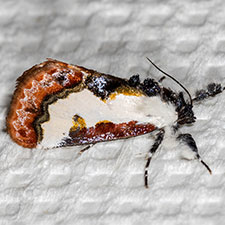 Eudryas brevipennis