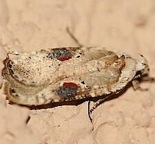 Agonopterix alstroemeriana