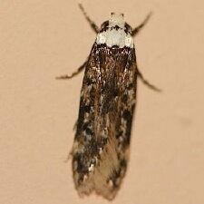 Endrosis sarcitrella