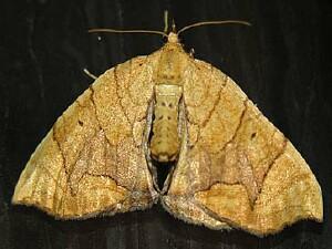 Eulithis diversilineata