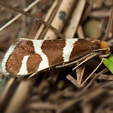 Lampronia oregonella