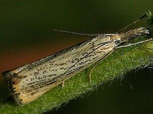 Agriphila plumbifimbriellus