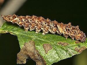 Falcaria bilineata