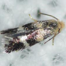 Stigmella rhamnicola