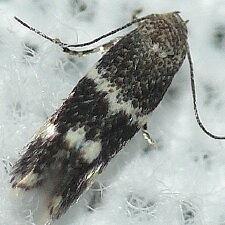 Elachista illectella