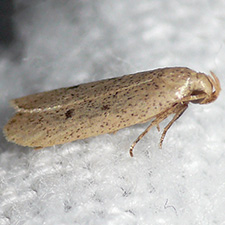 Glyphidocera dimorphella