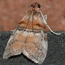 Pococera militella