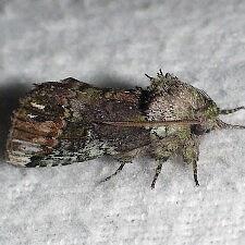 Coelodasys unicornis