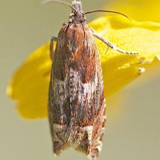 Eucosma corculana