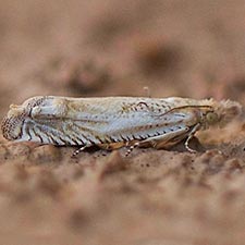 Eucosma griseocapitana