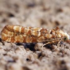 Eucopina bobana