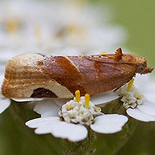 Argyrotaenia coloradana