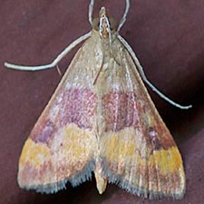 Pyrausta flavofascialis