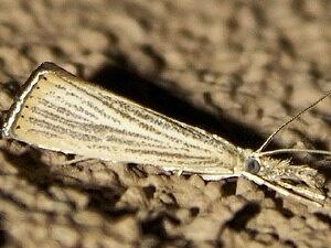 Agriphila plumbifimbriellus