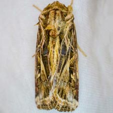 Spodoptera pulchella