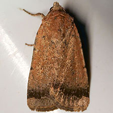 Abagrotis petalama