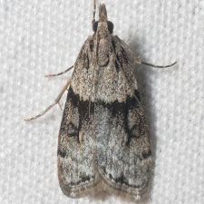 Eudonia spaldingalis