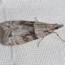 Eudonia spaldingalis